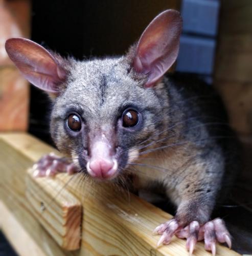 Silver Possum