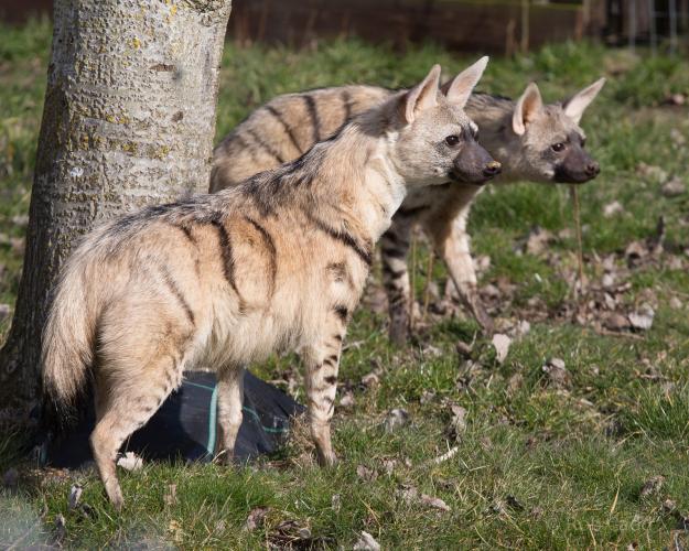 Aardwolves