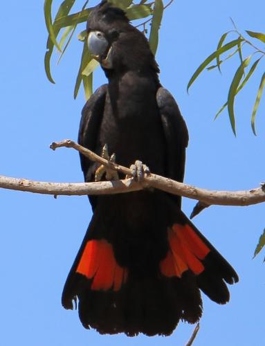 Cockatoo