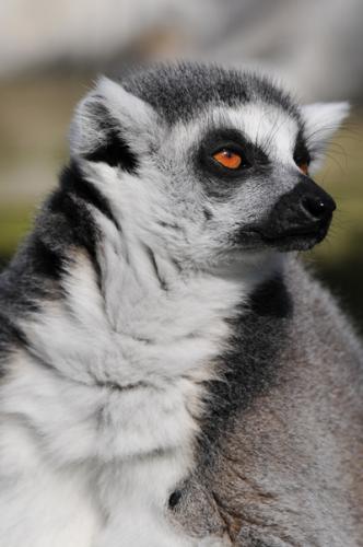 Lemur