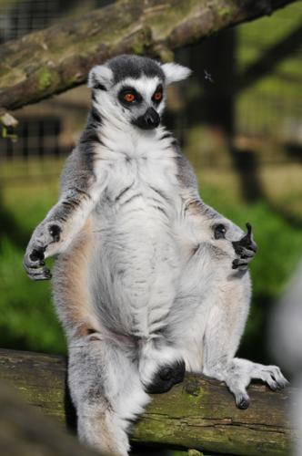 Lemur