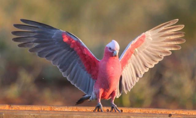 Galah