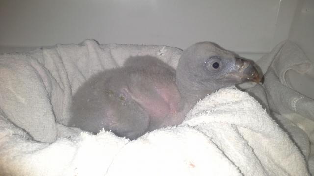 Vulture chick
