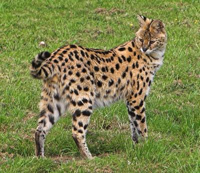 Serval