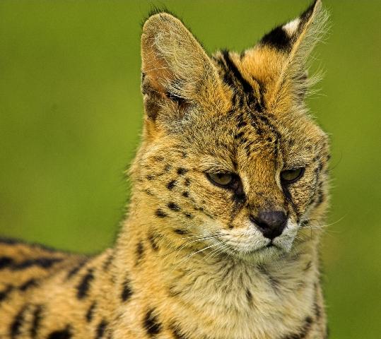 Serval