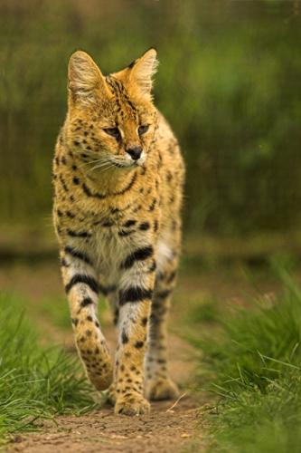 Serval