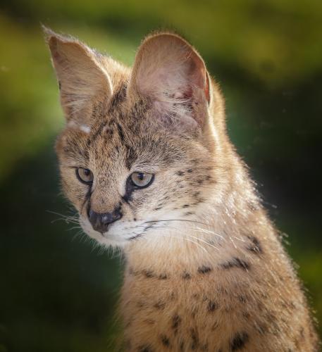 Serval