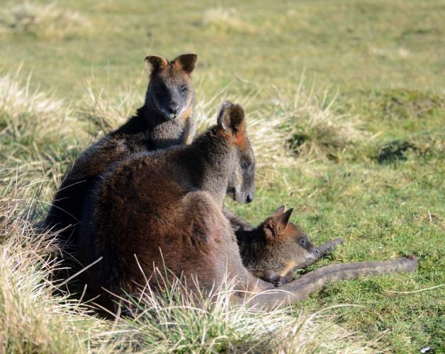 Wallaby