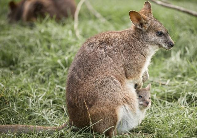 Parma Wallabies