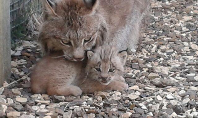 Lynx