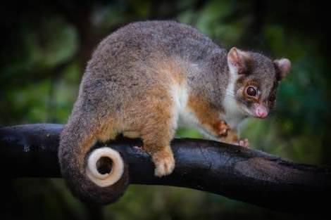 Ringtail Possum