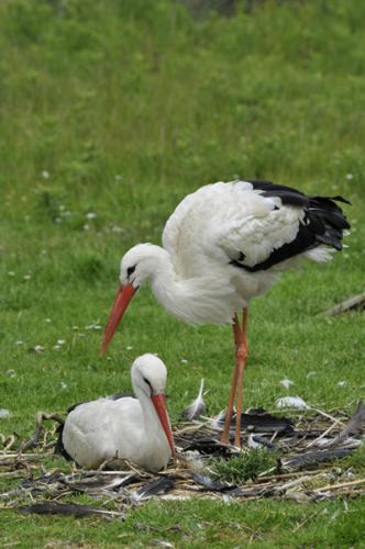 Stork