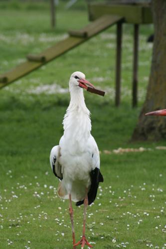 Stork