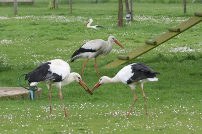 Stork