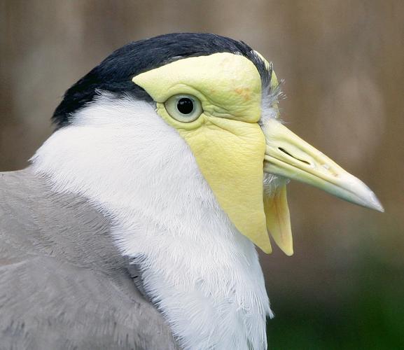 Wattled Plover