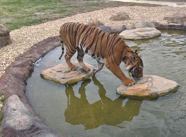 Malay Tiger