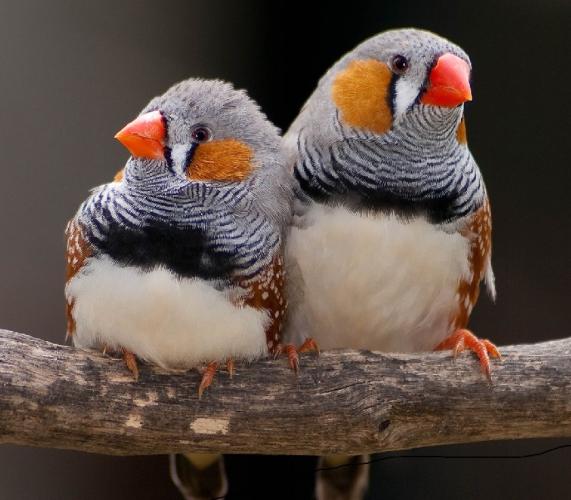 Zebra Finch