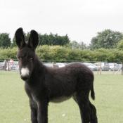 Poitou Donkey foal