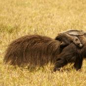 Giant Anteater with baby