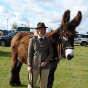 Poitou Donkey 'Tweed'