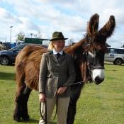 Poitou Donkey 'Tweed'