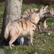 Tanzanian Aardwolves