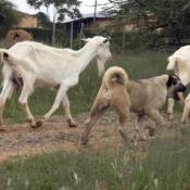 Kangal Dog with domestic Goats