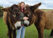 Poitou Donkey jennies 'Salsa' and 'Quenotte'