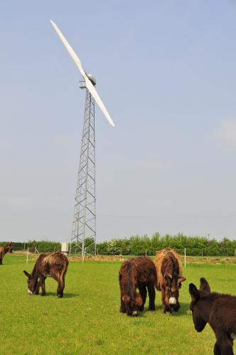 Poitou Donkeys