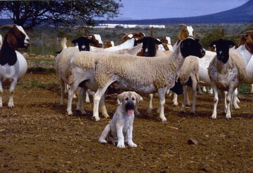 Guarding Dog Puppy with domestic flock