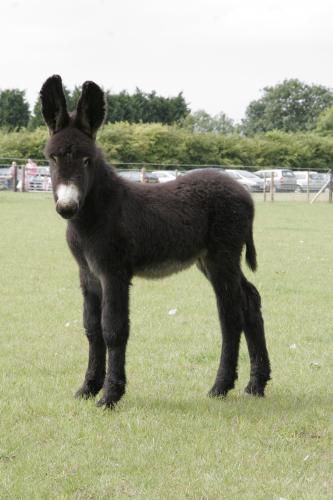 Poitou Donkey foal