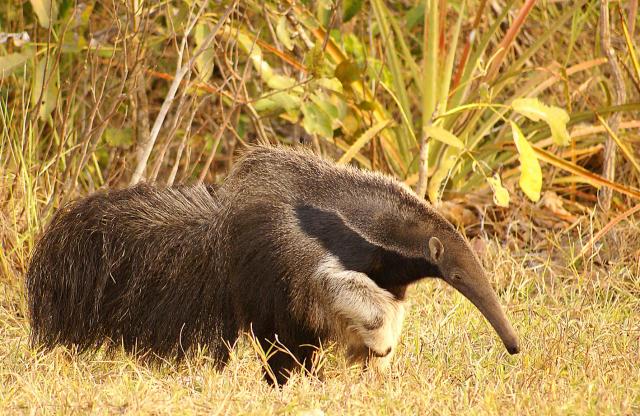 Giant Anteater