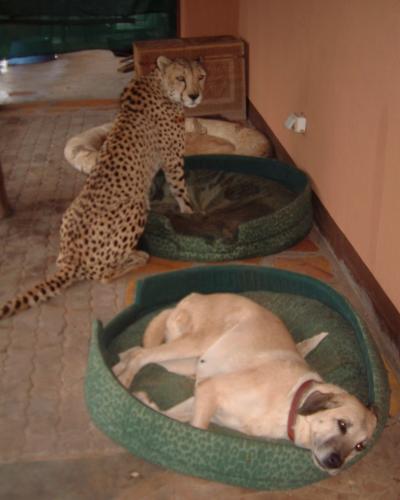 Anatolian Shepherd Dog with Cheetah