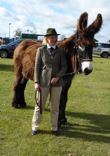 Poitou Donkey 'Tweed'