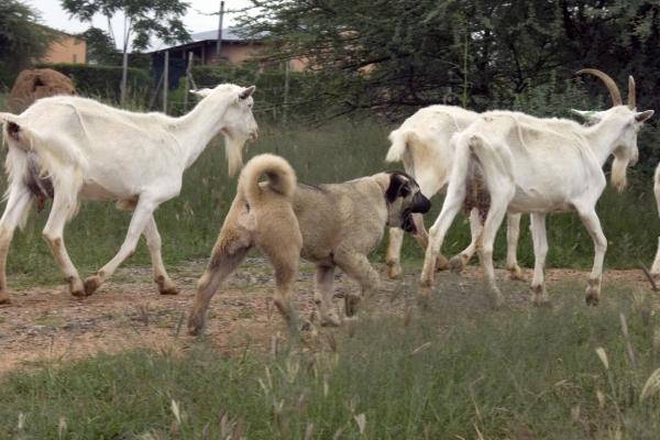 Kangal Dog with domestic Goats