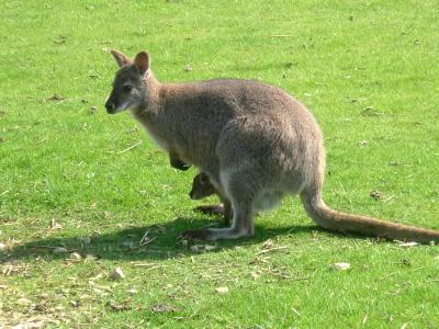 Wallaby