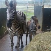 Zebra Foal...