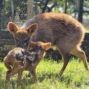 Baby Pudu...