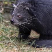 Binturongs Down Under...