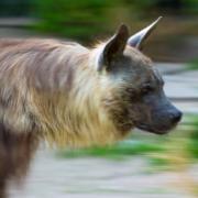 Brown Hyaenas...