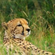 Cheetah Extinction Forecast...