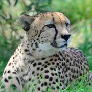World Cheetah Day...
