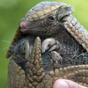 Three-banded Armadillo