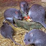 'Bettong Baby Boom...'