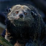 Binturongs Move...