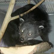 Javan Binturongs Arrive...