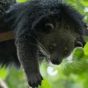 World Binturong Day