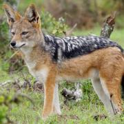 Black-backed Jackals...