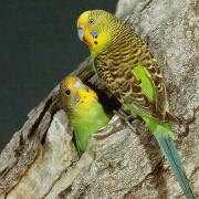 'Bush Budgies'