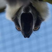 Baby Lemurs too...